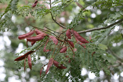 Peltophorum pterocarpum